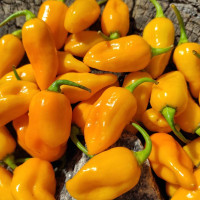 Семена перца острого «Датил жёлтый»