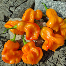 Hot pepper seeds «Zebrange»