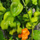 Hot pepper seeds «Zebrange»