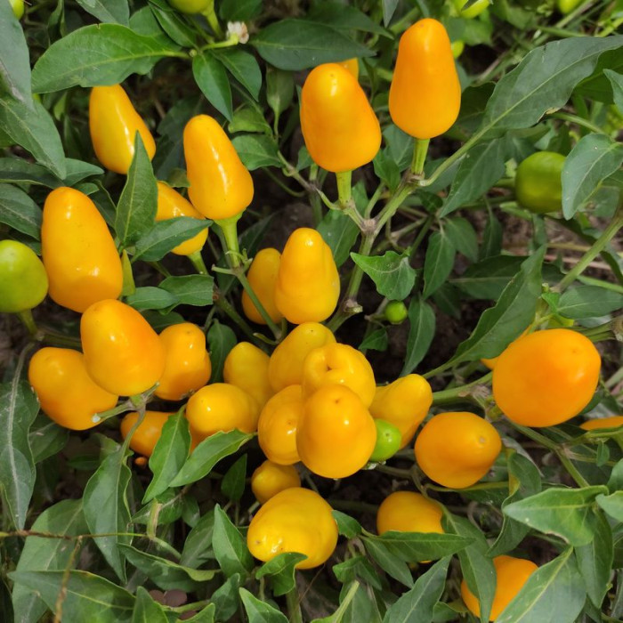Насіння перцю гострого «Мамбо помаранчевий»