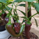Hot pepper seeds «Numex eclipse»