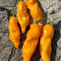 Насіння перцю гострого «Хабанеро гарячий лимон»