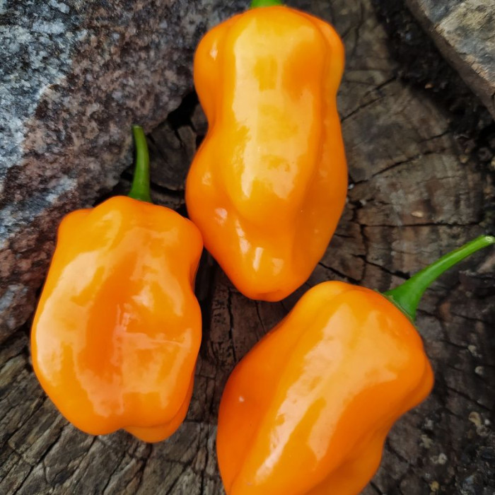 Семена перца острого «Хабанеро гигантский Роджер оранжевый»