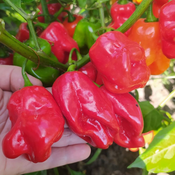 Hot pepper seeds «Habanero Roger's giant red»