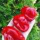 Hot pepper seeds «Habanero Surinam red»