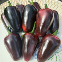Hot pepper seeds «Jalapeno black Maroccan»
