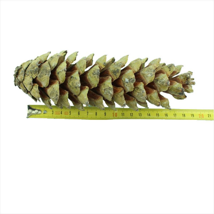 Himalayan pine seeds