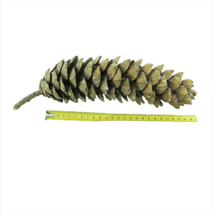 Himalayan pine seeds