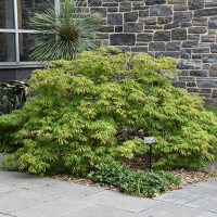 Downy Japanese maple seeds