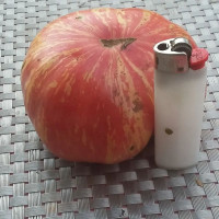 Насіння томату «Хамелеон»