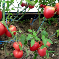 Насіння томату «Вельможа»