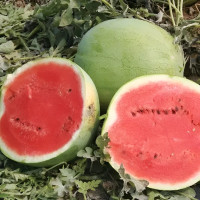 Watermelon seeds «Bingo»