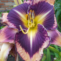 Насіння лілійника (суміш)