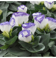 Lisianthus seeds «Carmen Blue Rim» F1