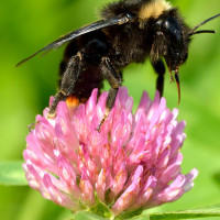 Red clover seeds «Red Hibernian»