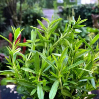 Насіння чаберу «Остер»