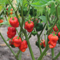 Hot pepper seeds «Carolina reaper red»