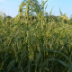 Panicgrass seeds «White gazebo»