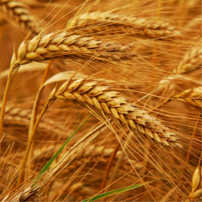 Wheat seeds «Dryad»