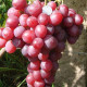 Насіння винограду «Дюжина»