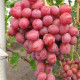 Семена винограда «Дюжина»