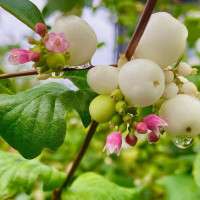Snowberry seeds