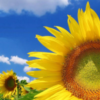 Семена подсолнечника «Княжий»