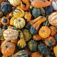 Decorative pumpkin seeds (mix)