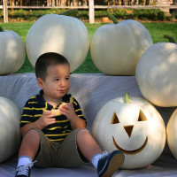 Decorative pumpkin seeds «Lumina»