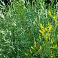 Melilot seeds «Yellow and white mix»