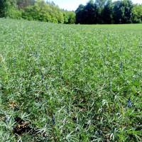 Lupine alkaloid seeds