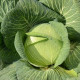 Cabbage seeds «Platoon» F1