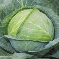 Насіння капусти білоголової «Білосніжка» дражоване