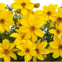 Bidens aurea seeds «Golden»