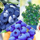 Удобрение «NPK + Микроэлементы для черники, голубики и ацидофильных растений» - 30 грамм