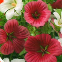 Malopa seeds «Mix»