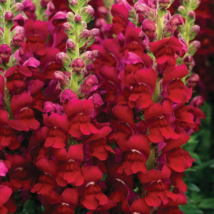 Snapdragons seeds «Ruby»
