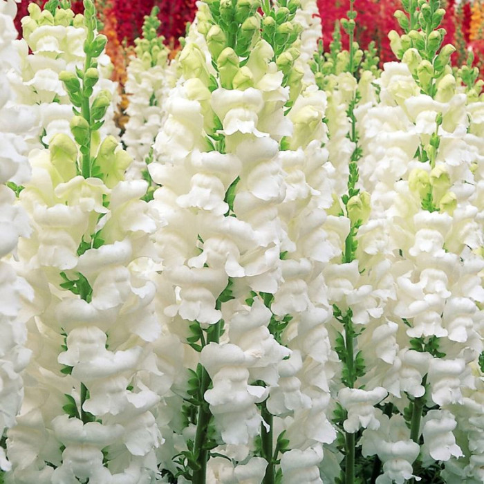 Snapdragons seeds «White»