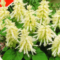 Salvia splendens seeds «White»