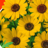 Насіння ромашки садової жовтої