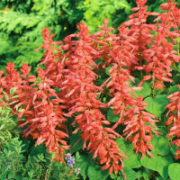 Salvia splendens seeds «Salmon»