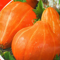 Pumpkin seeds «Hokkaido»