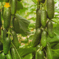 Cucumber seeds «Kum da Kuma» F1