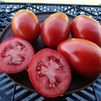 Насіння томату «Нова акварель»