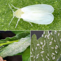 Ловушка «Табачная белокрылка»