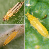 Trap «Western flower thrips»