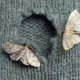 Trap «Household moth (clothes moth)»