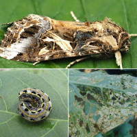 «Tobacco cutworm» trap