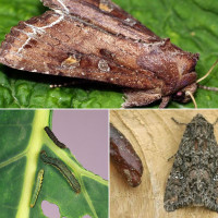 Пастка «Городна совка»