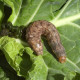 Trap «Cabbage moth»